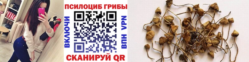 Псилоцибиновые грибы прущие грибы  Кола 